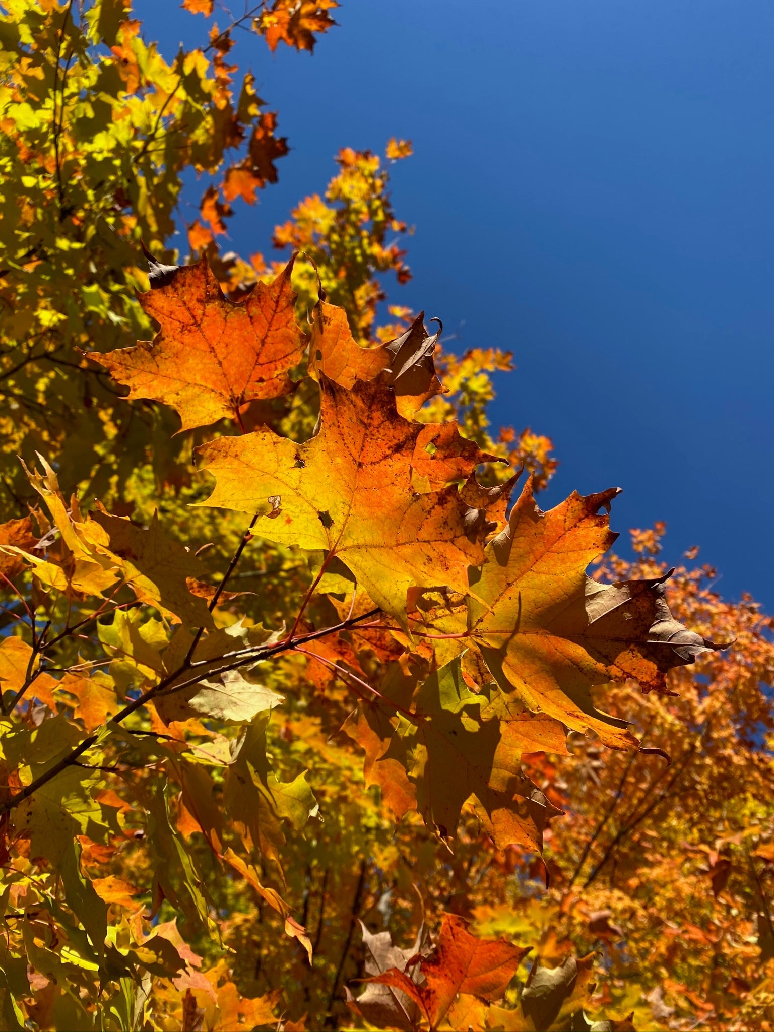 Autumn Magic